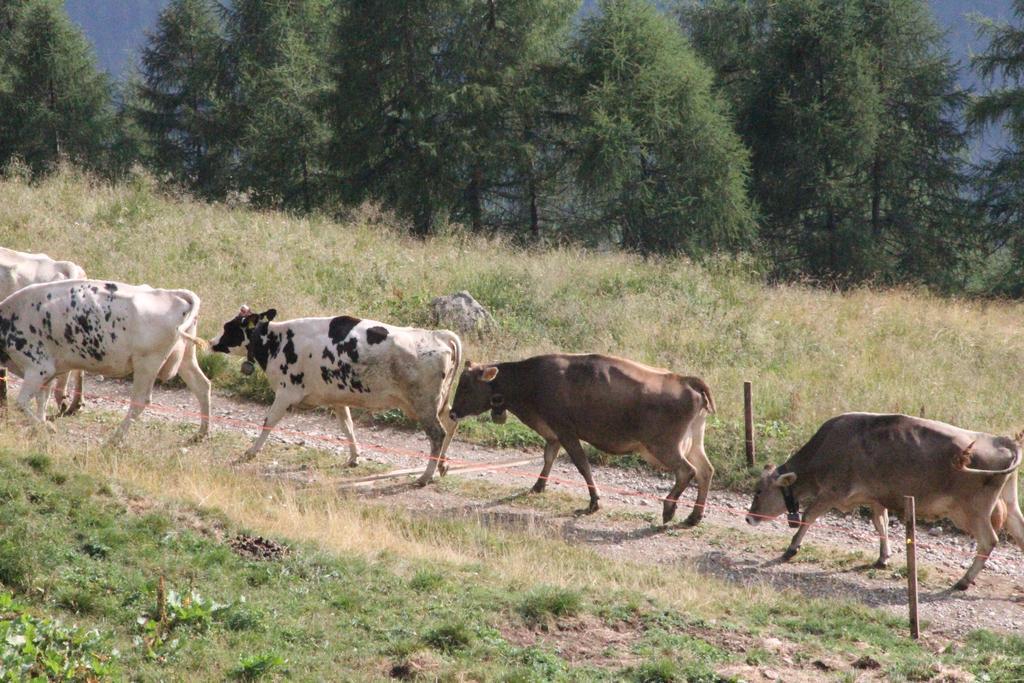 Nestalp Malga Campo Villa Peio Exteriör bild