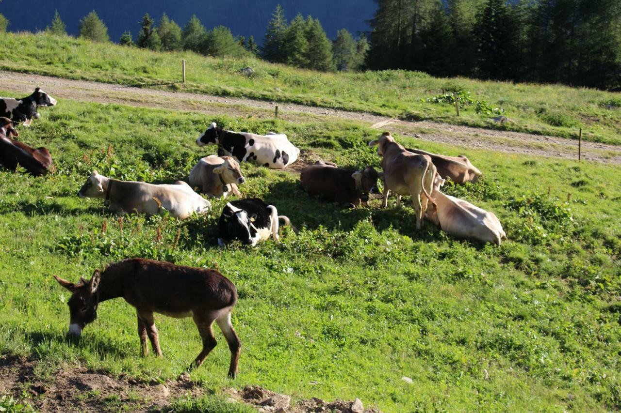 Nestalp Malga Campo Villa Peio Exteriör bild